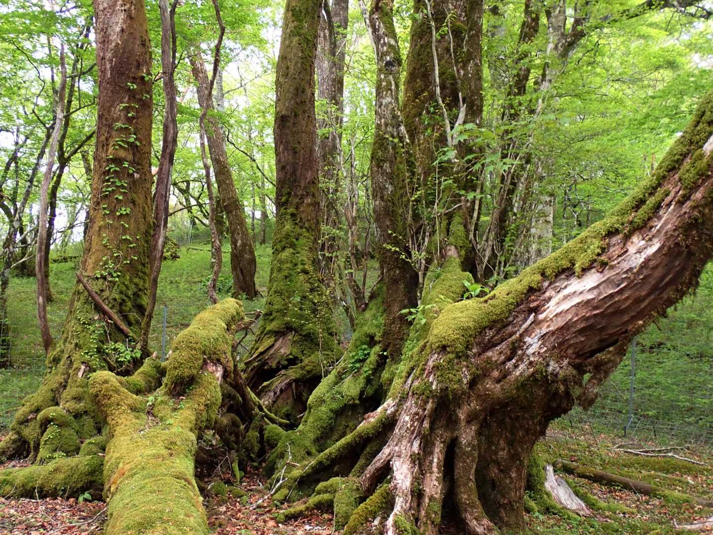 階段を下り切ったら苔の世界に入る。