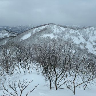 大黒への稜線、細かい木々がうるさ過ぎてやめました🙅‍♂️ズボりまくりでめんどくせー👋
いつもここからソリでバビューンのとこ⬆️
例年全部埋まってる木々🌳
おそらく２ｍ位少ない⛄️
