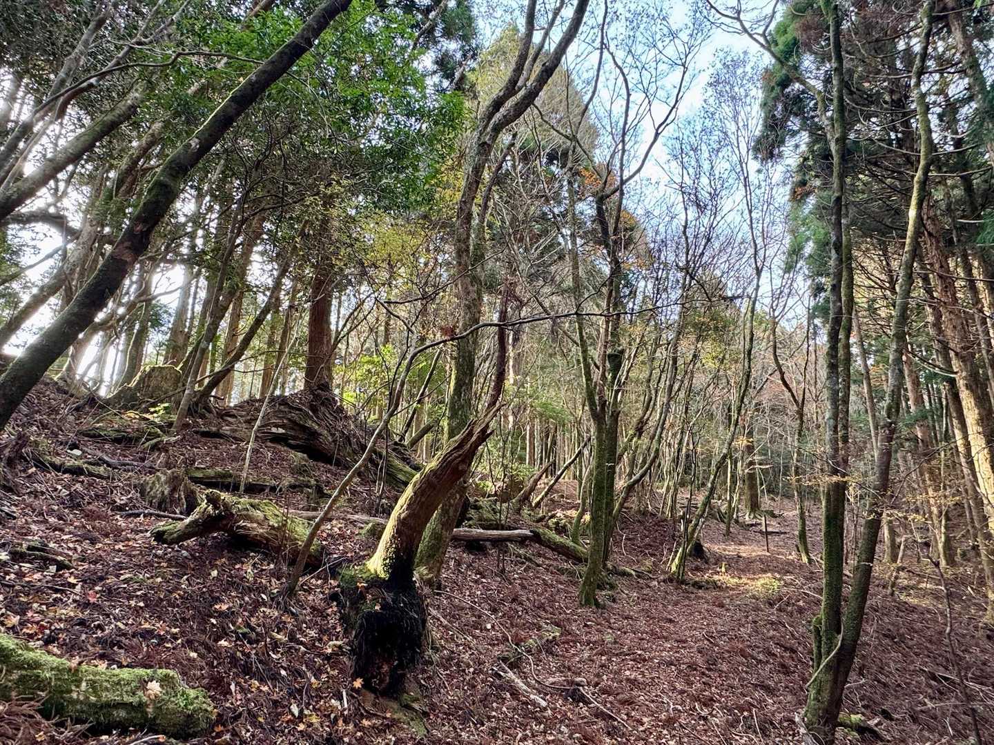 すぐに野根山街道に合流