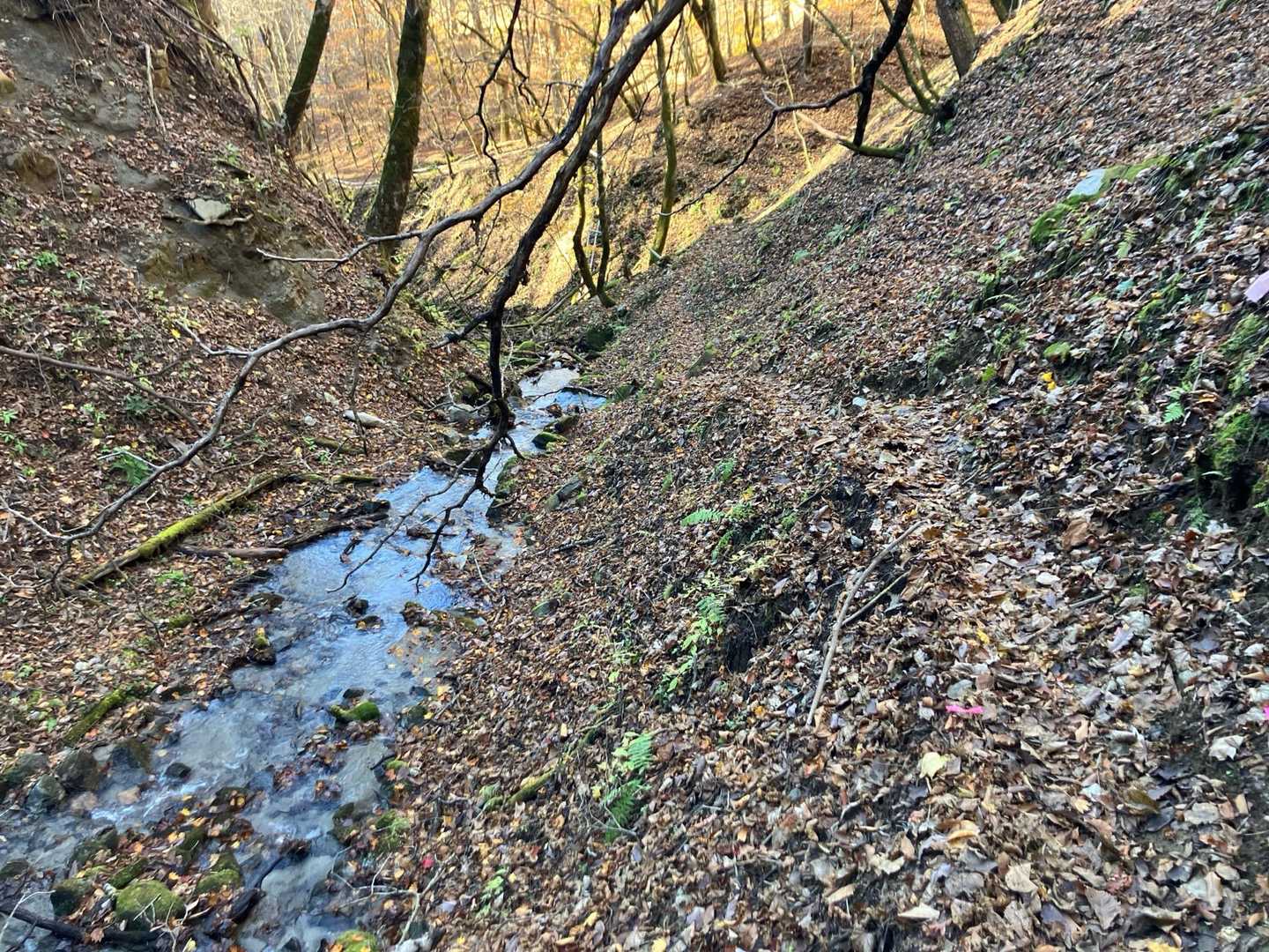 沢伝いに歩きます
落ち葉で道が不明瞭なのでピンクテープが頼りです
渡渉も10回ほどありました
どうにも渡れないようなところがあり、1回だけドボンしそうになりました😭