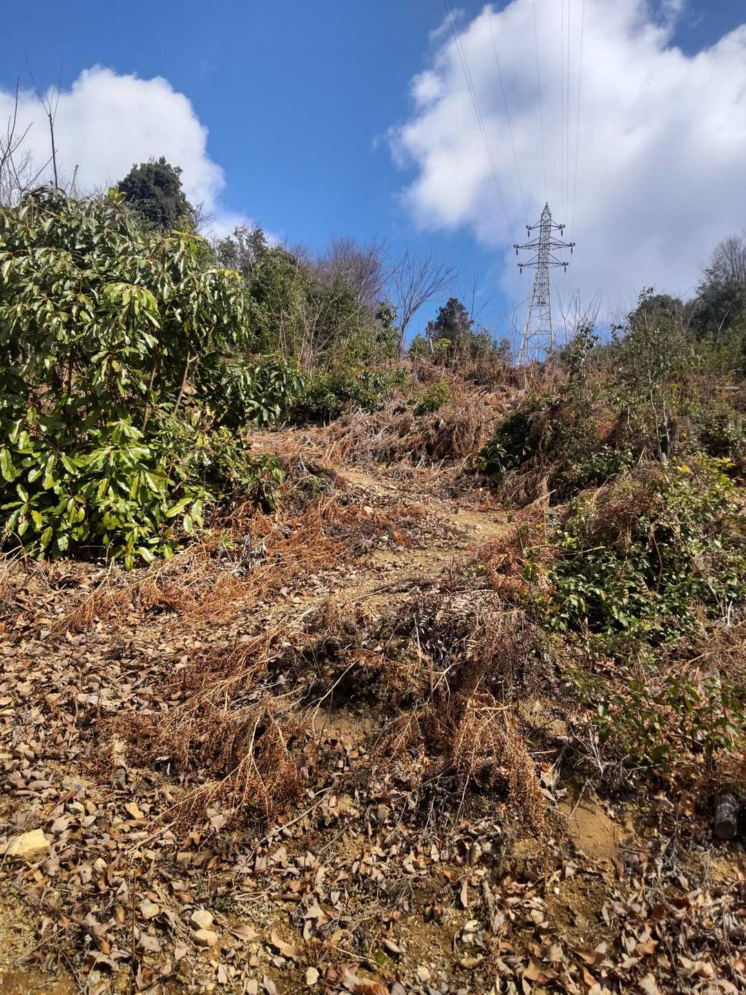 鉄塔に向かって！
ココって！金華山の西山に似てない😆