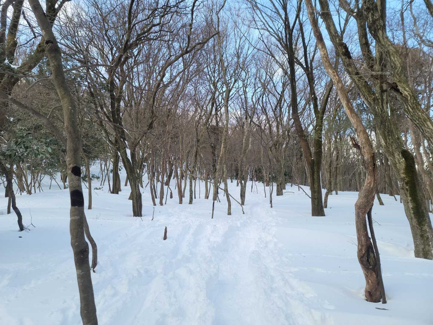 木和田尾根登山口-子向井山-白瀬峠 往復コースの写真