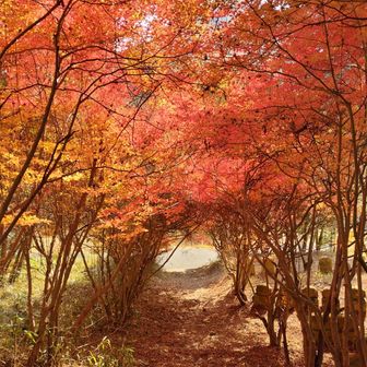 仕方なくお寺方面に下山したら予想外の紅葉🍁
満天星ツツジが真っ赤なトンネルになってた
陽が射してさらに鮮やか