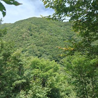 振り向くと男三瓶、随分下りました。ということは、