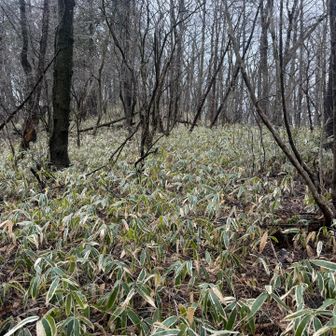 …って…コレか…
道は有るような…無いような…