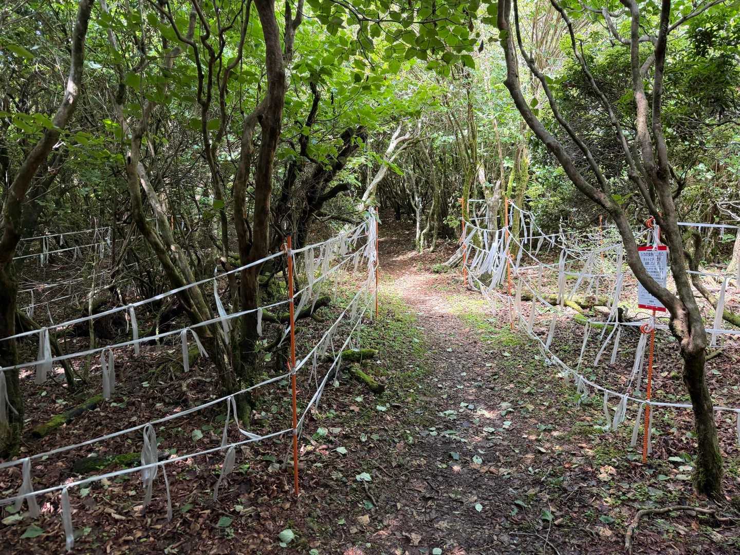 前来た時は 登山道入ってすぐの 牛舎沿いの 

道にあったピラピラ

無いなーと 思ったら

旭ヶ丸の 手前に 結構な範囲のピラピラ
