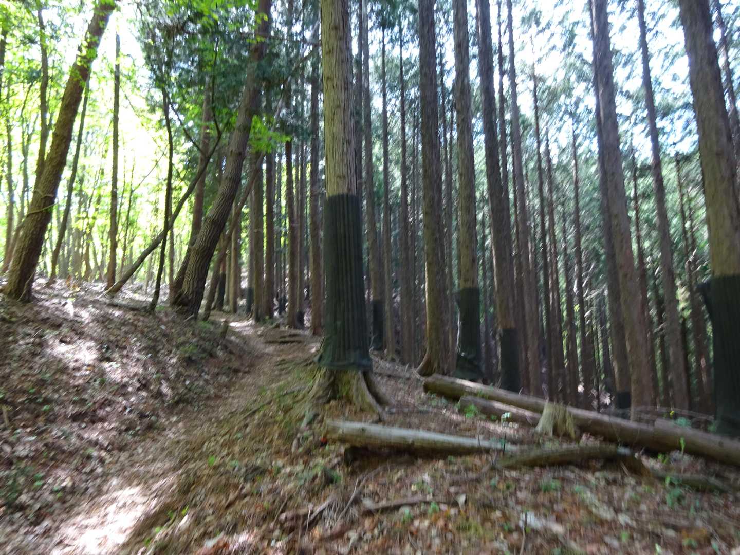 浅川バス停-浅川峠-権現山 往復コースの写真
