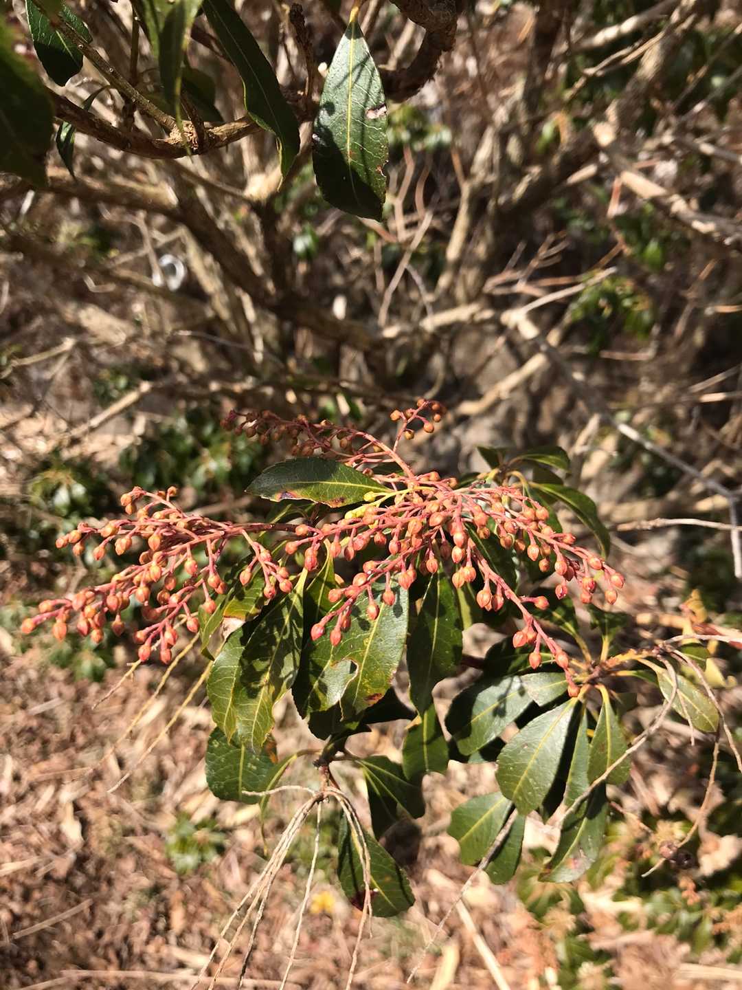 こちらも馬酔木の新芽🌱