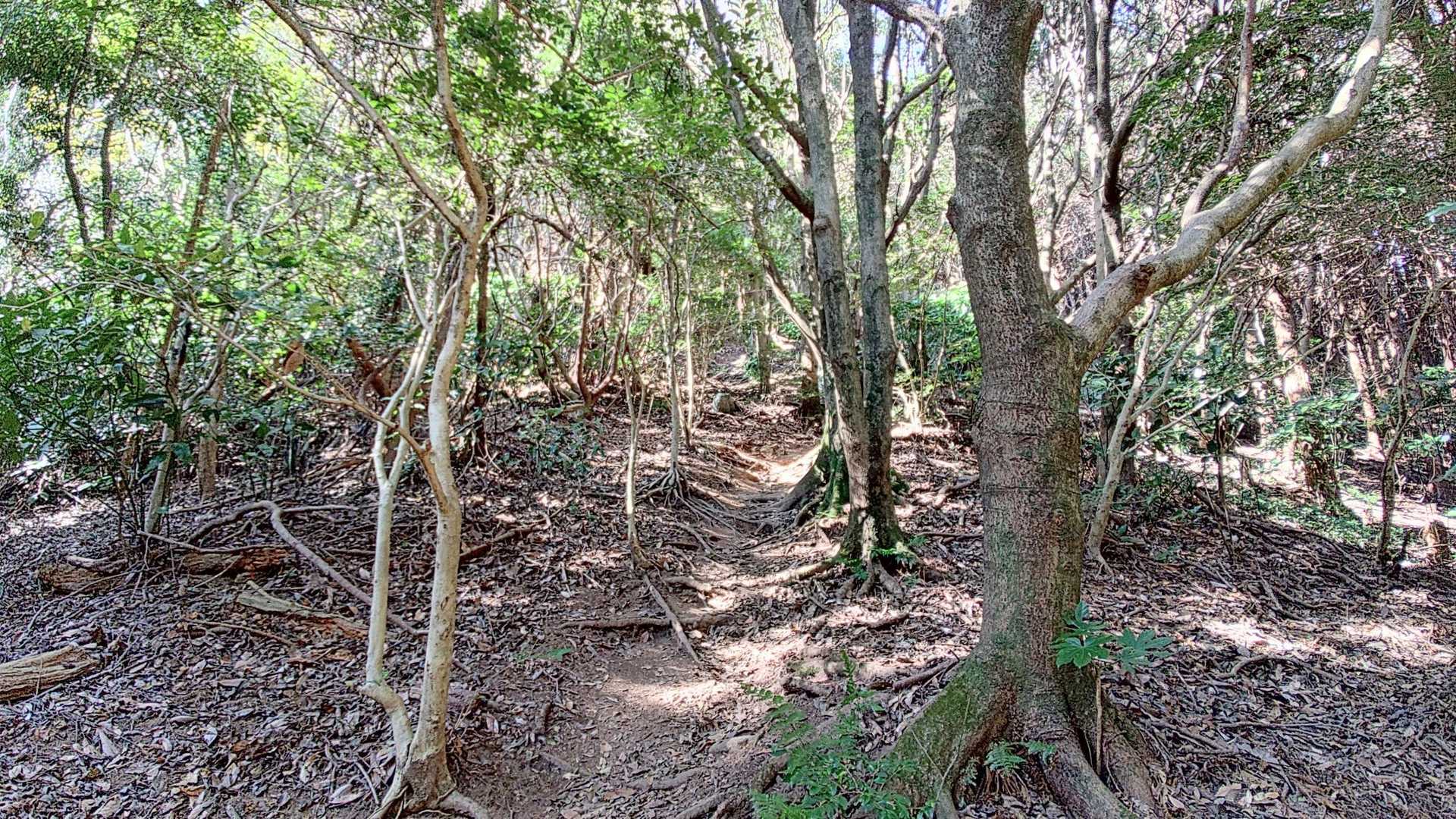 白木峠-十坊山 往復コースの写真