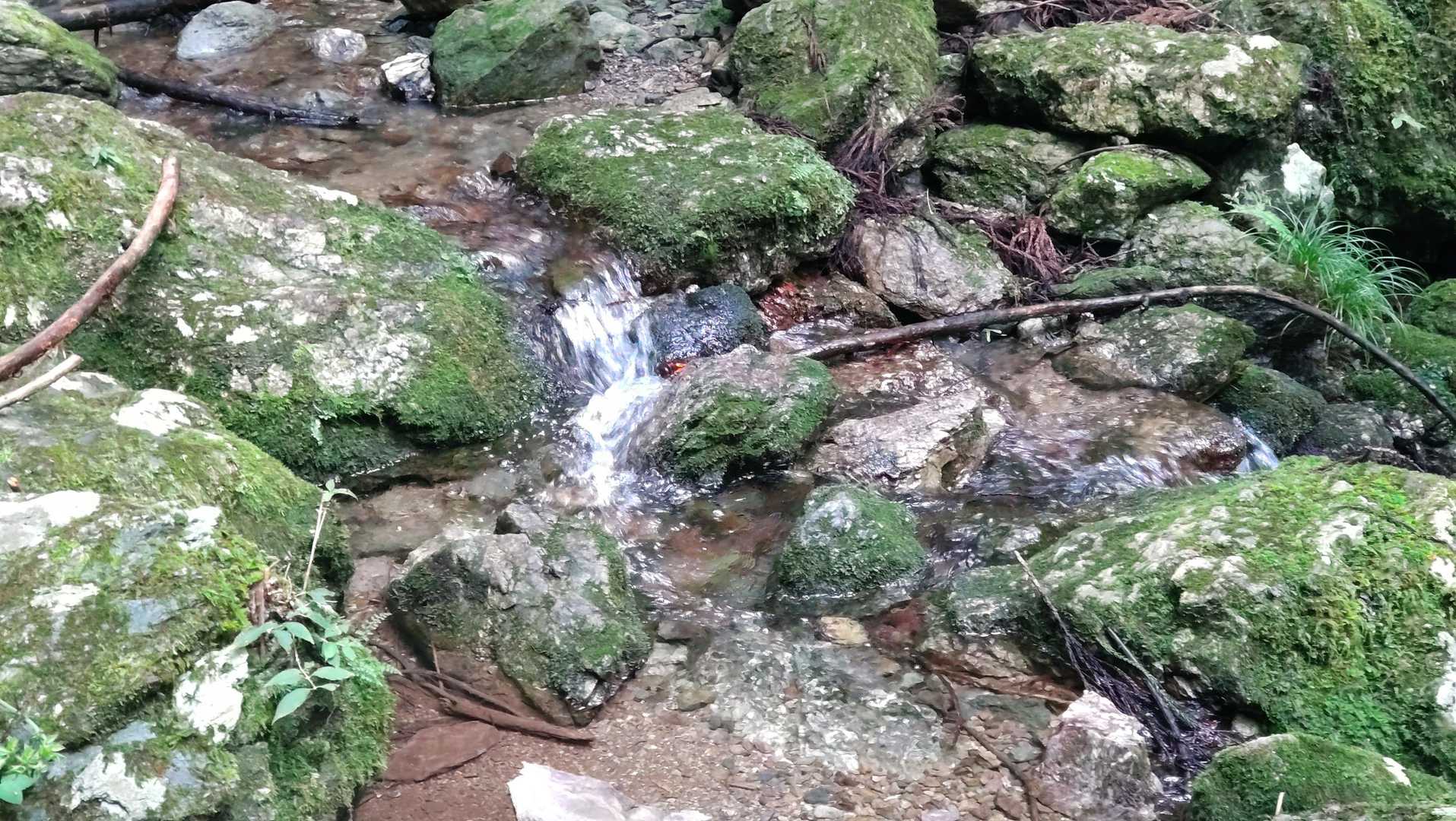 沢に出ました。