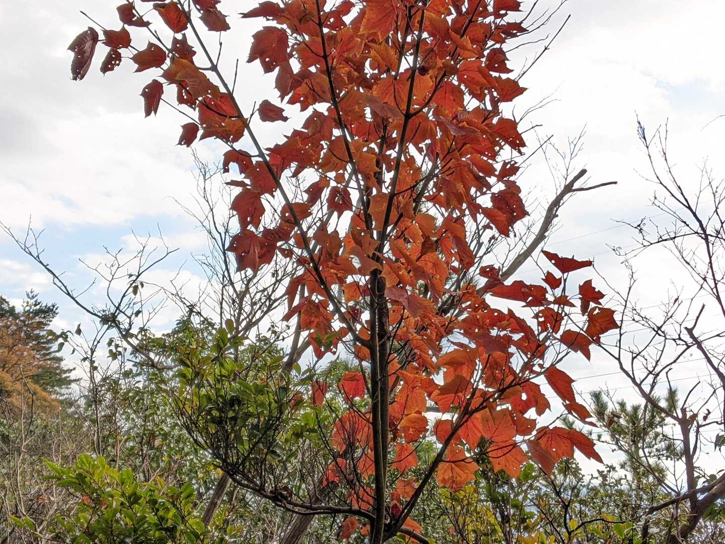 紅葉🍁も終盤だ。