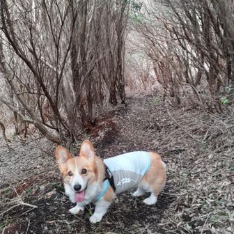 『トトロ』が出てきそうな道を
抜けると
