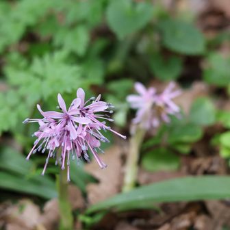 ショウジョウバカマ