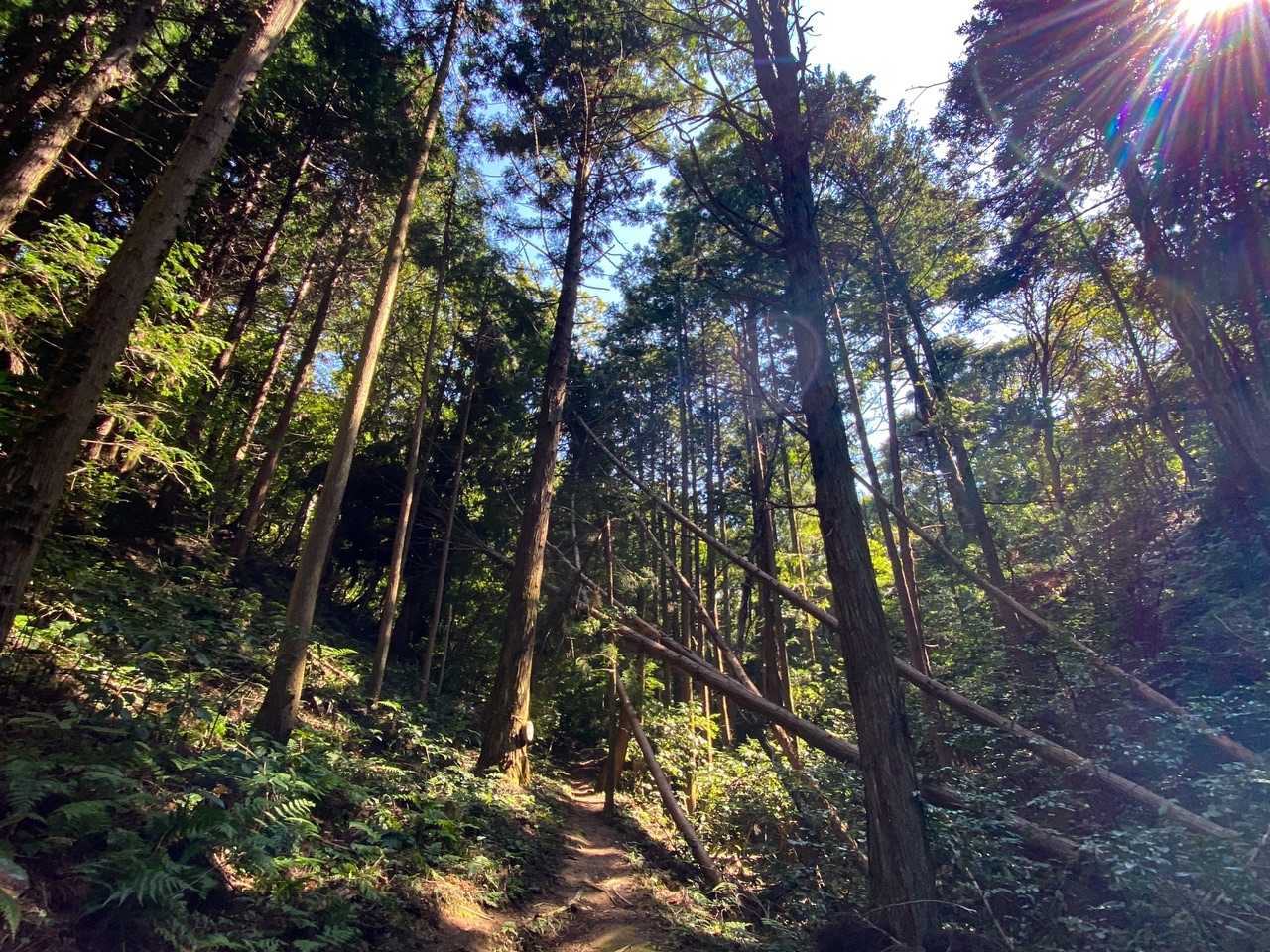 和久羅山 往復コースの写真