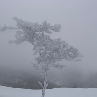 しかしよく見ると一際目立った天ぷらがありました🐿️

かじってみるとサクサクして口の中に爽やかな風味が広がりそうなそんな物😼

どうやら探し物は見つかったようです👍