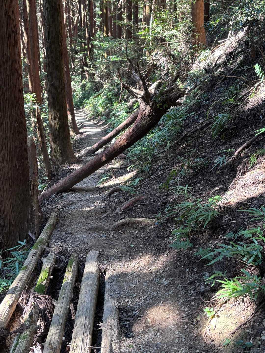 杉の倒木多い。でも取り除くのには手が回ってないのか。
あまりに静か過ぎて、熊よけに自分の世代のJロックをかけて歩いてると、トレランの方に懐かしいですね〜ってお声がけ🤣
