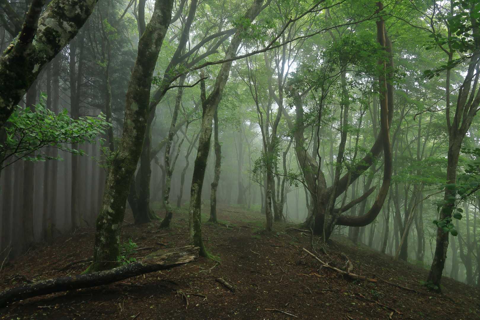 観音峯山頂