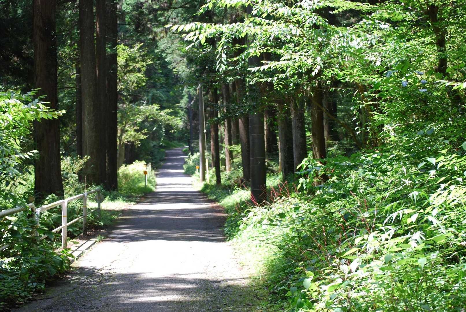 林道に出ても誰もいない。