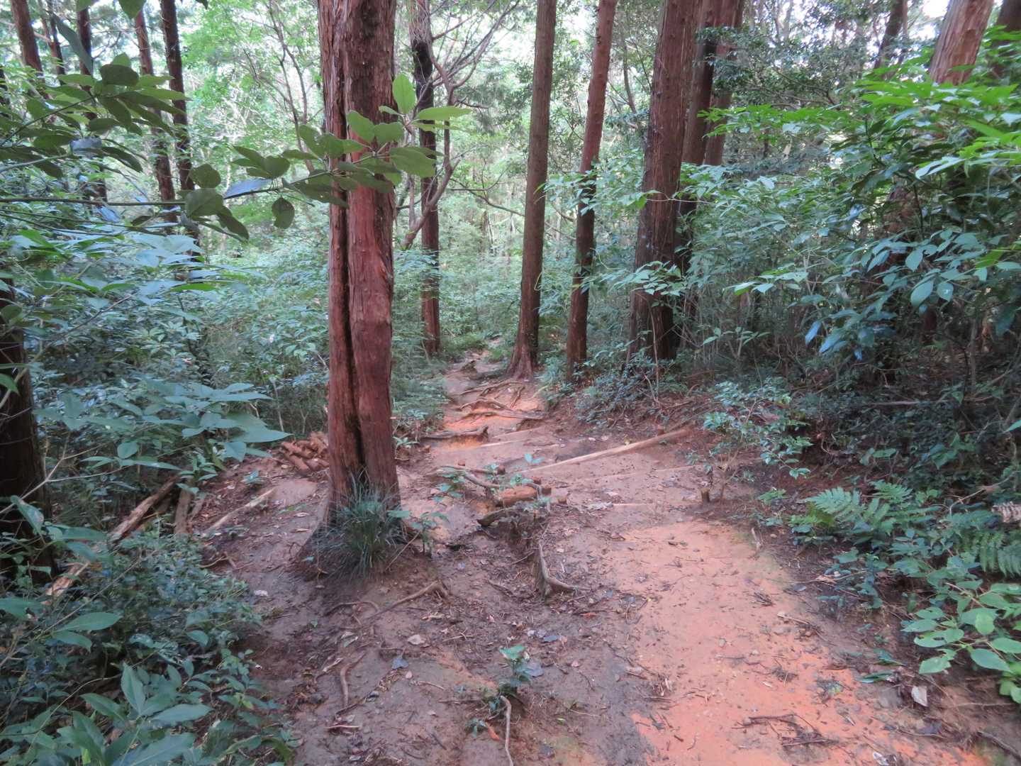 尾根道を下ります。

