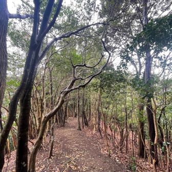 歩きやすーい🐾