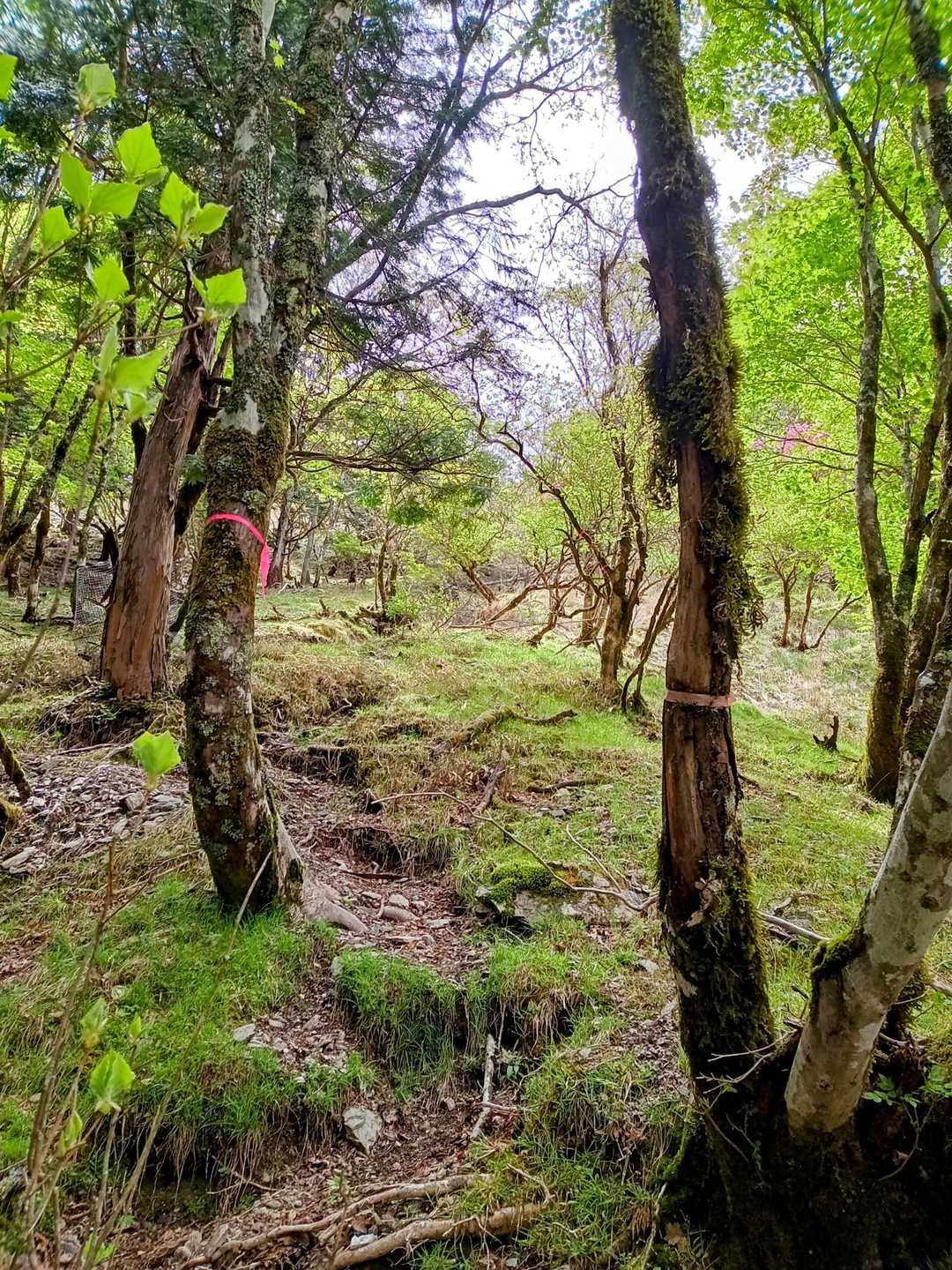 荒れてはっきりした登山道は無い
でも、この森好きかも…
滑りやすい方は要注意