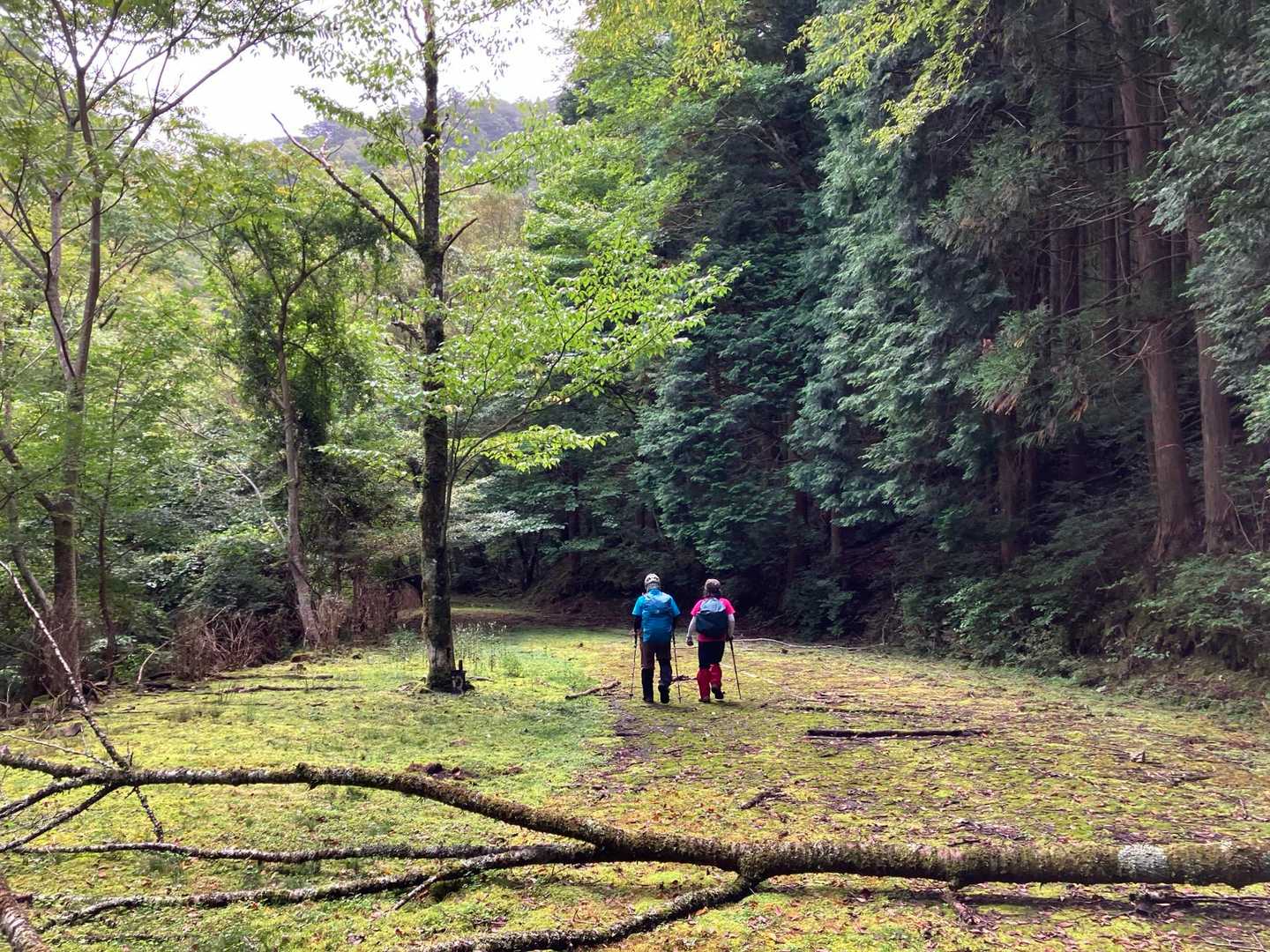 苔の道(いや、かつては舗装道…)を
歩いていきます