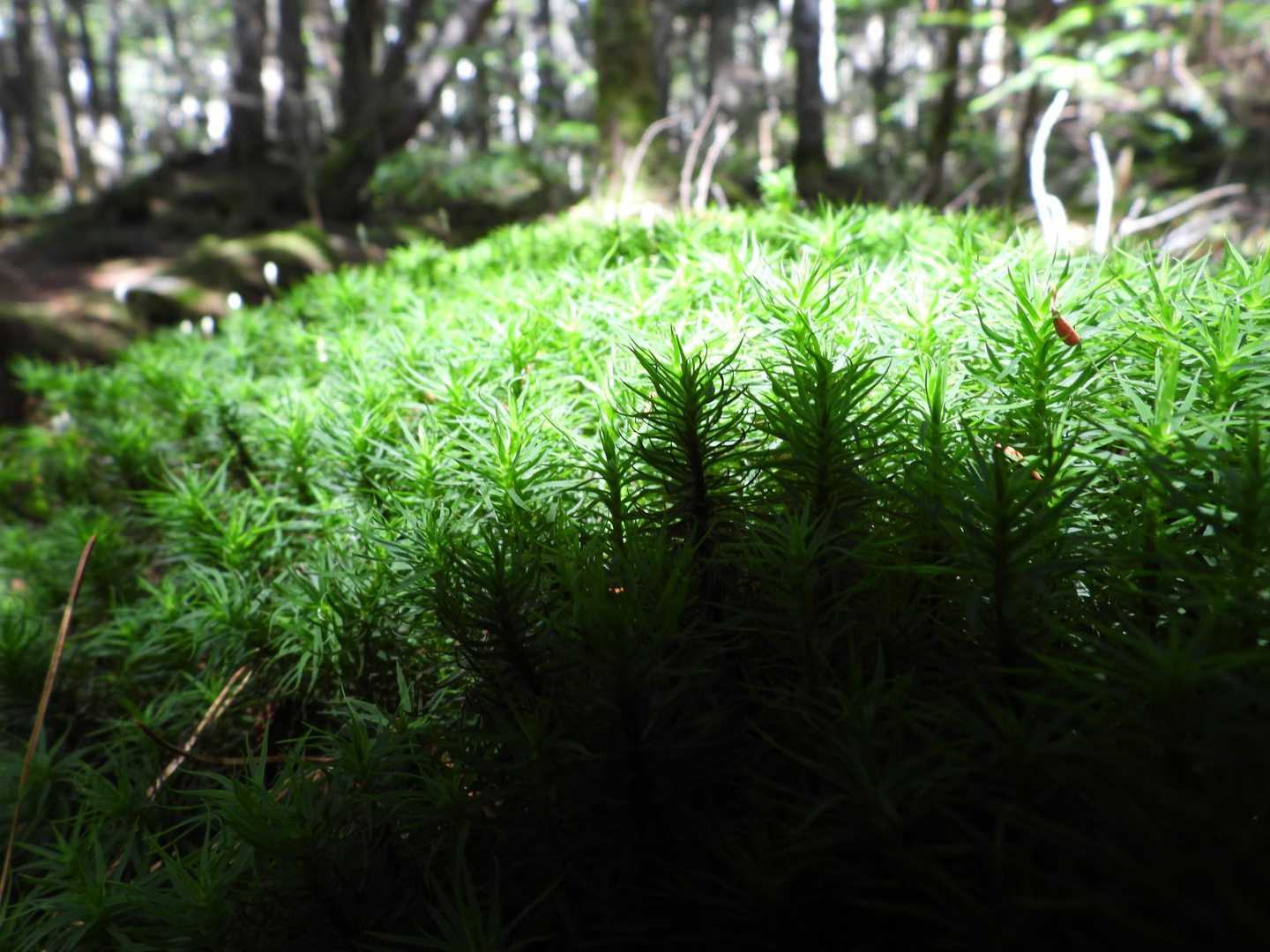苔が綺麗✨️で前に進まない😅