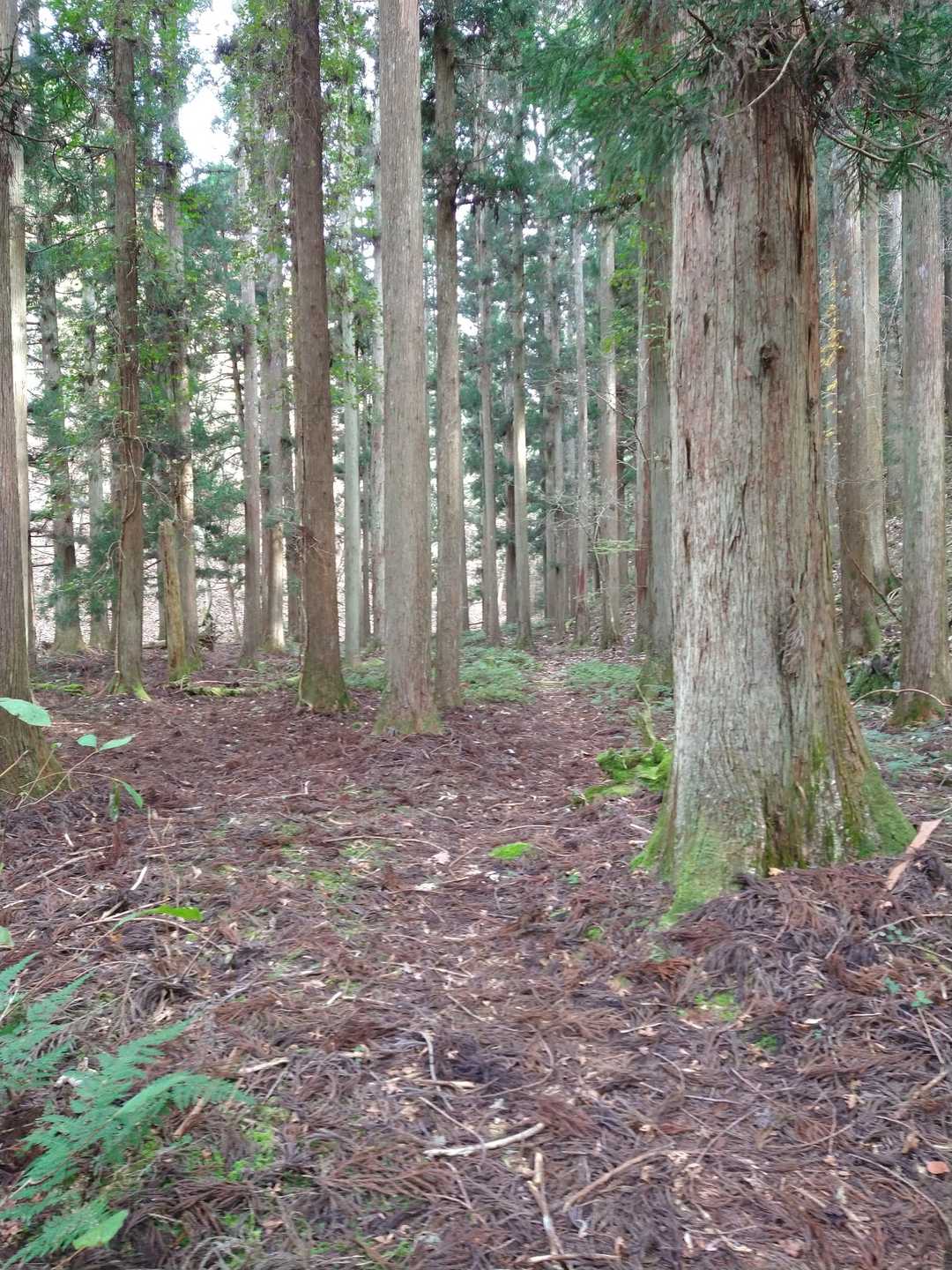 廃村八丁を後にします。