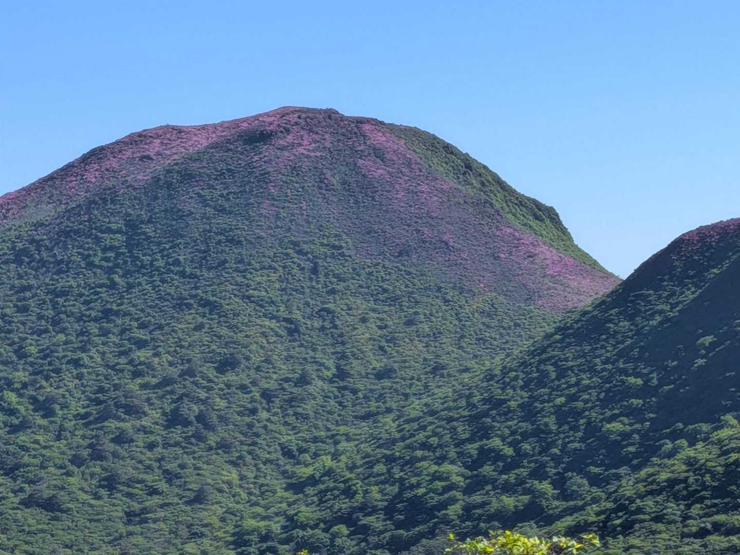 平治、満開満員やね🌸🌸🌸🌸