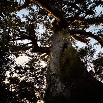 【万代杉】
上のほうゴリラの顔みたいにみえる
進撃の巨木が未来を見守る
【モッチョム太郎】さんにも会えた ♪