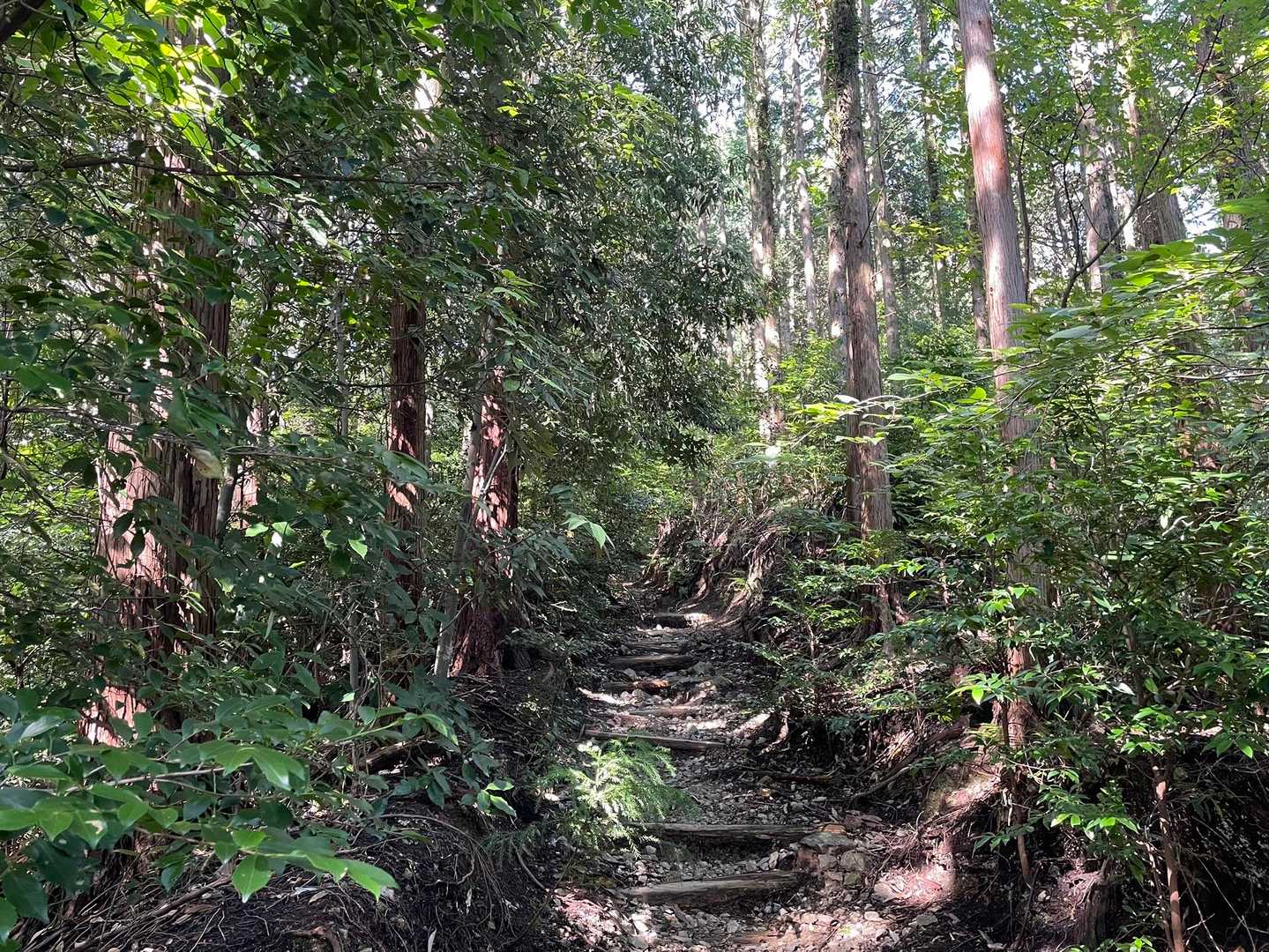 天ヶ滝新道登山口-伏見峠-金剛山葛木神社-金剛山 往復コースの写真