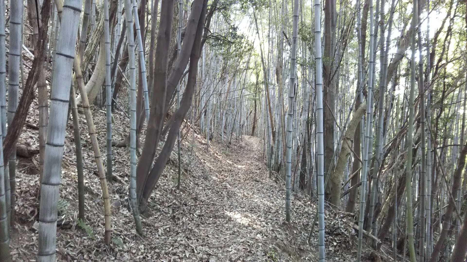 竹林。気持ち良い🤗