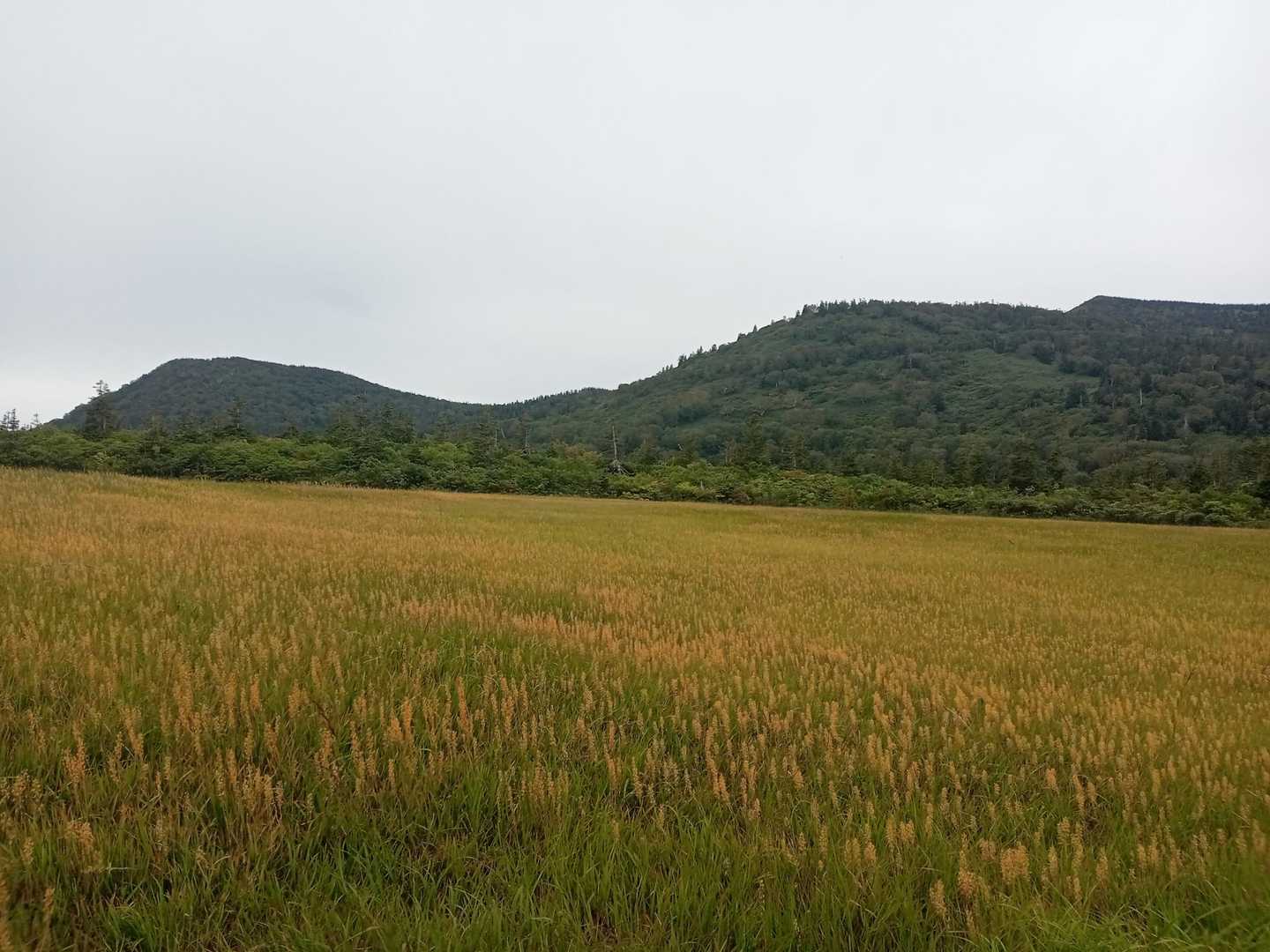 キンコウカで綺麗な矢櫃(やびつ)湿原です。
