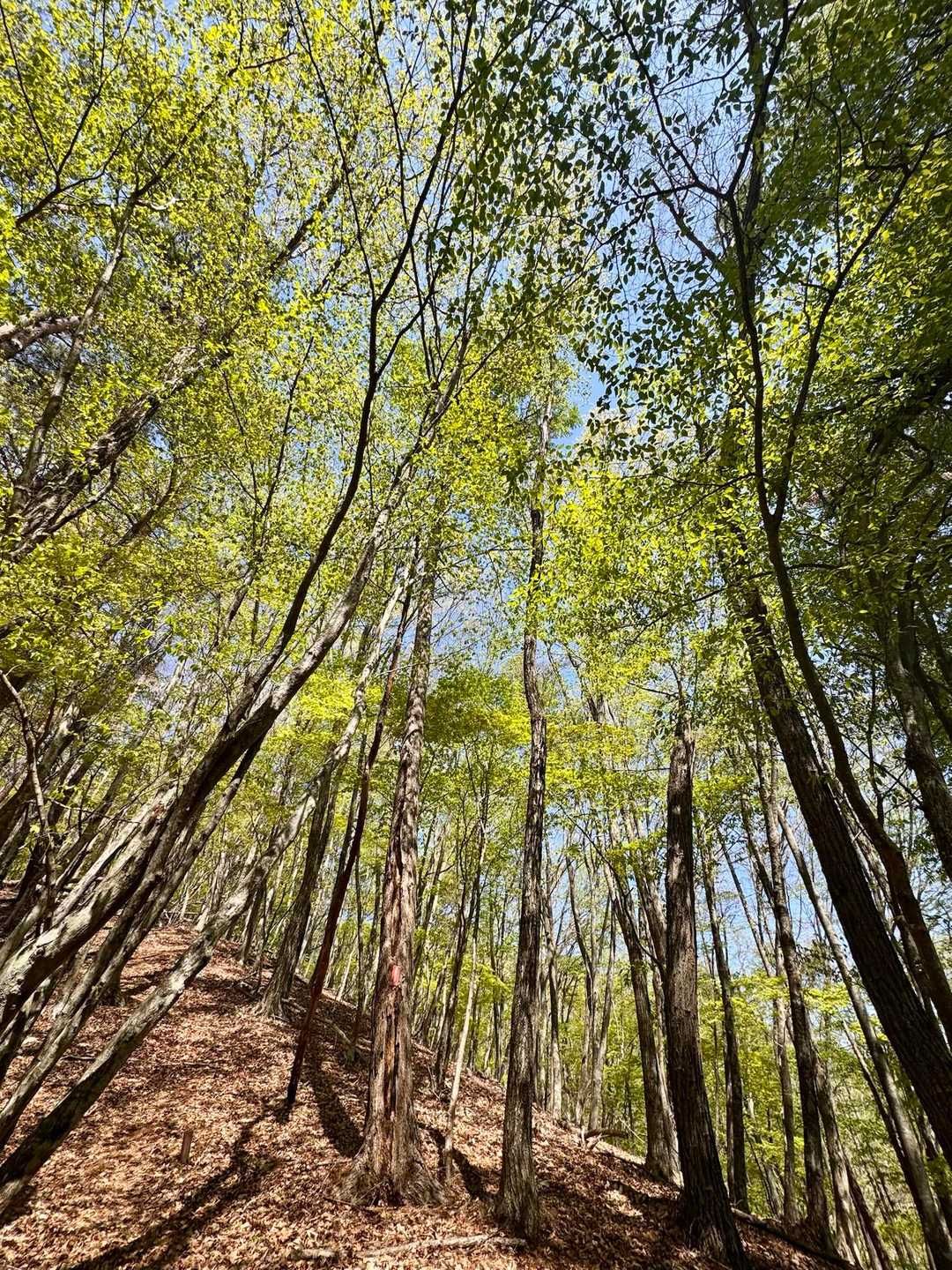 鳥坂トンネルバス停-鳥坂峠-春日沢ノ頭-春日山 往復コースの写真
