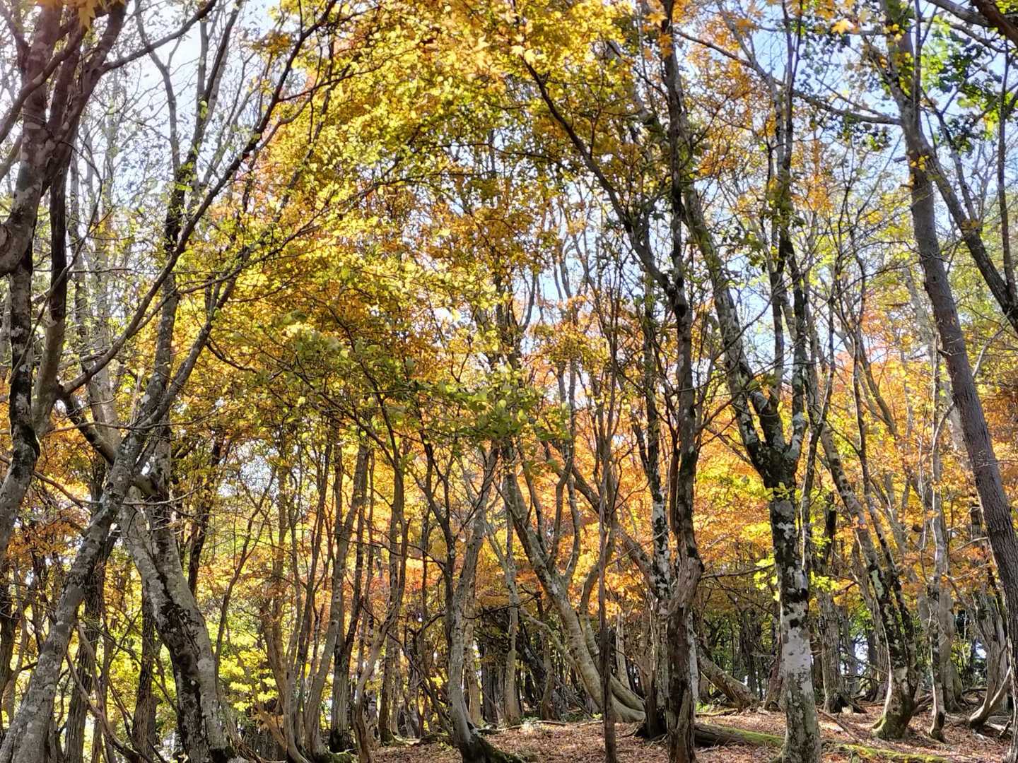 五波峠-八ヶ峰 往復コースの写真