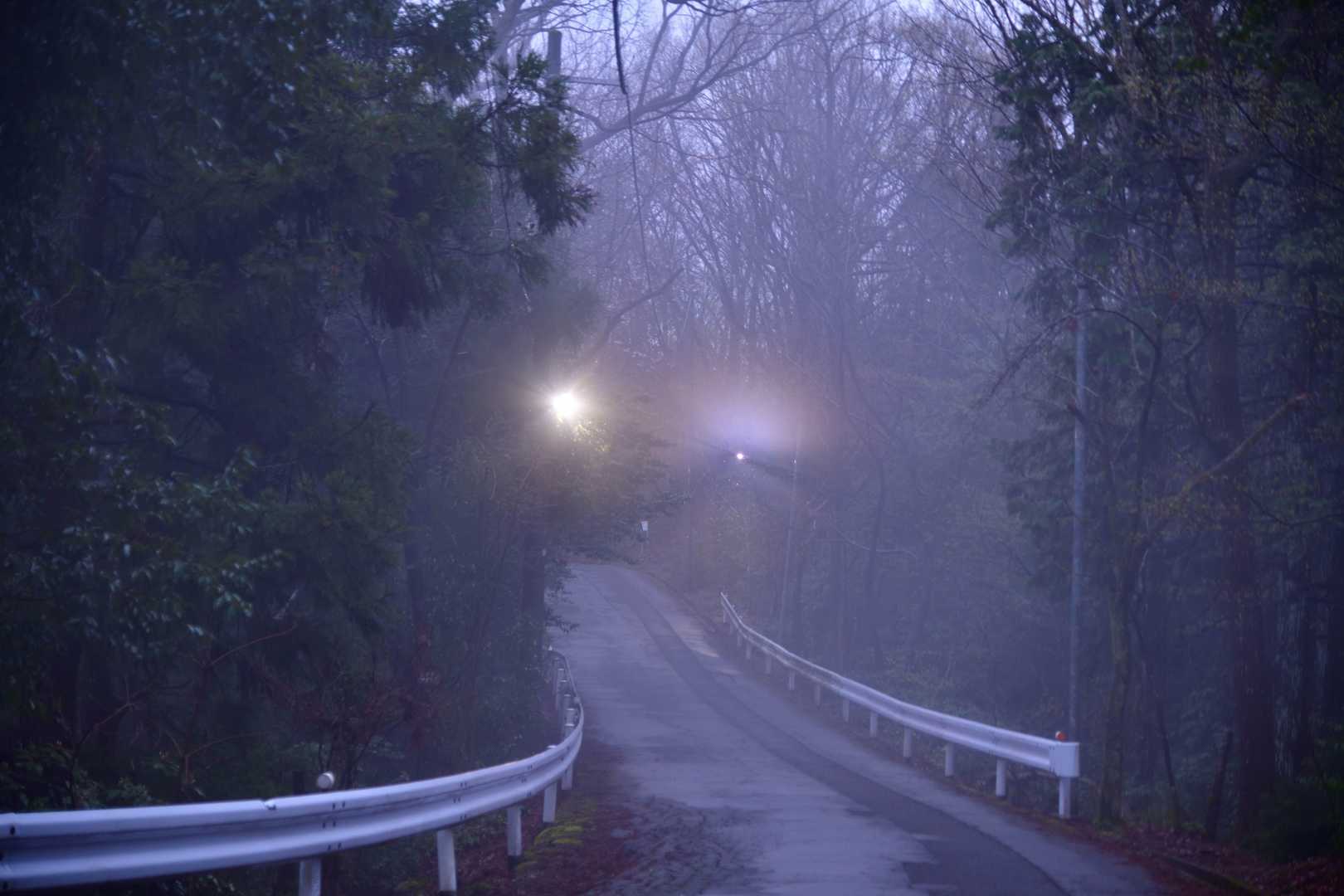 雨に近い感じの朝霧でした。