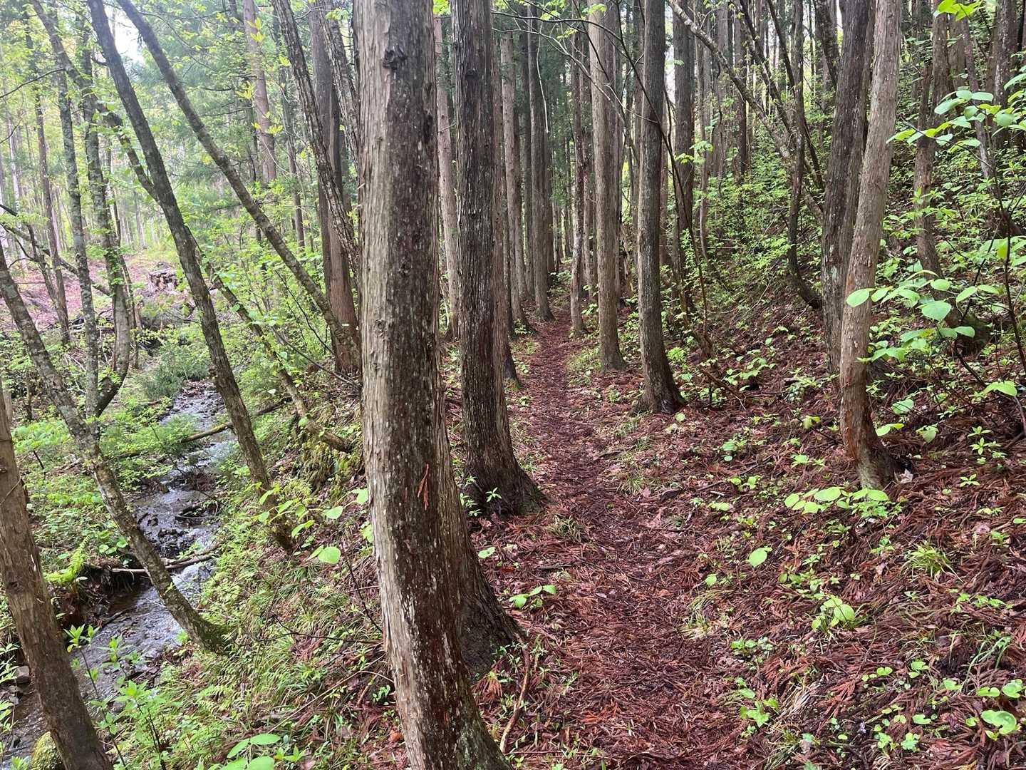 めちゃくちゃ歩きやすい😀
登山道脇には沢も😁いい感じです🚶
