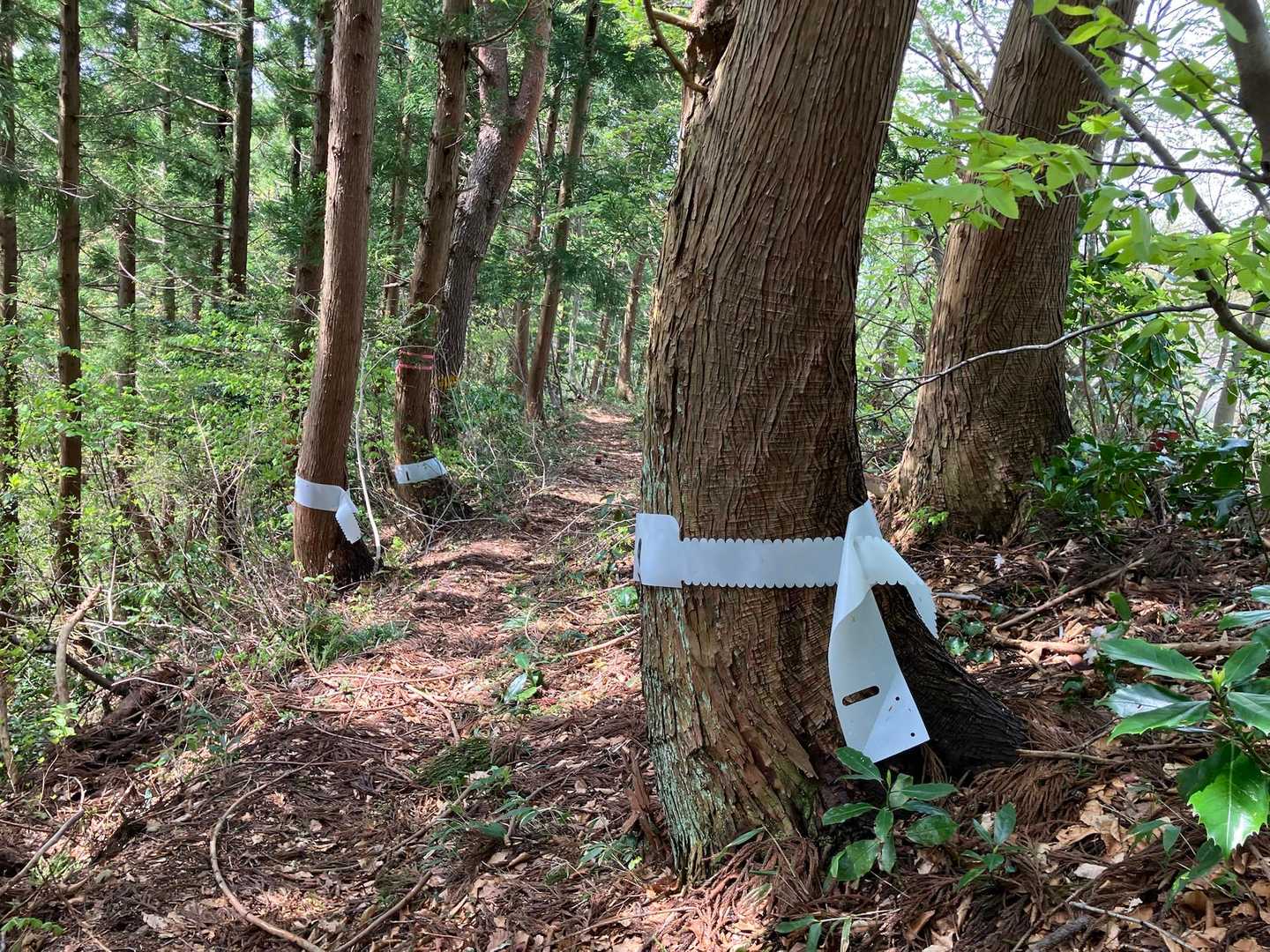 なんか白い紙巻かれた木がたくさんあった
なんだろう？
