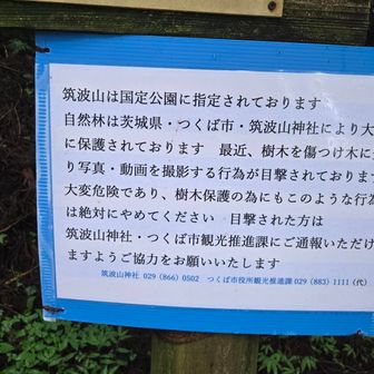 樹木を傷付けるのはいけませんね