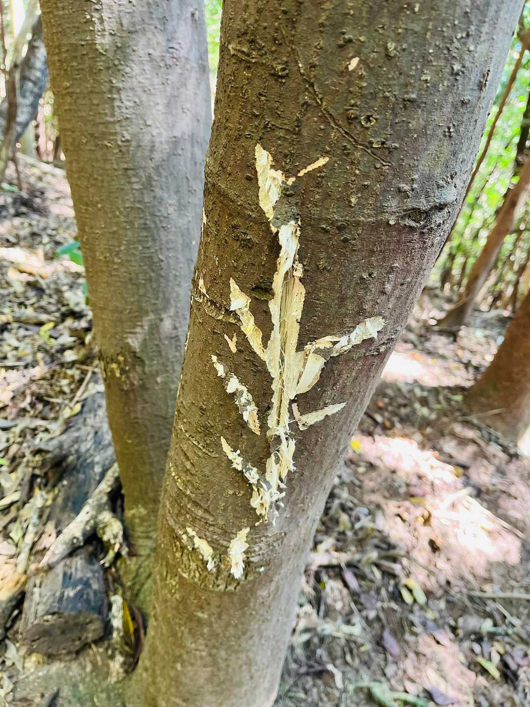 これは鹿？それとも熊？！😳