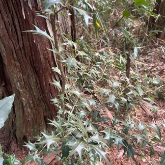 此処にも柊が植えられてます
邪気を払ってくれますね
