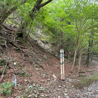 行者還岳には、左の斜面を登れと指していて目を疑った。