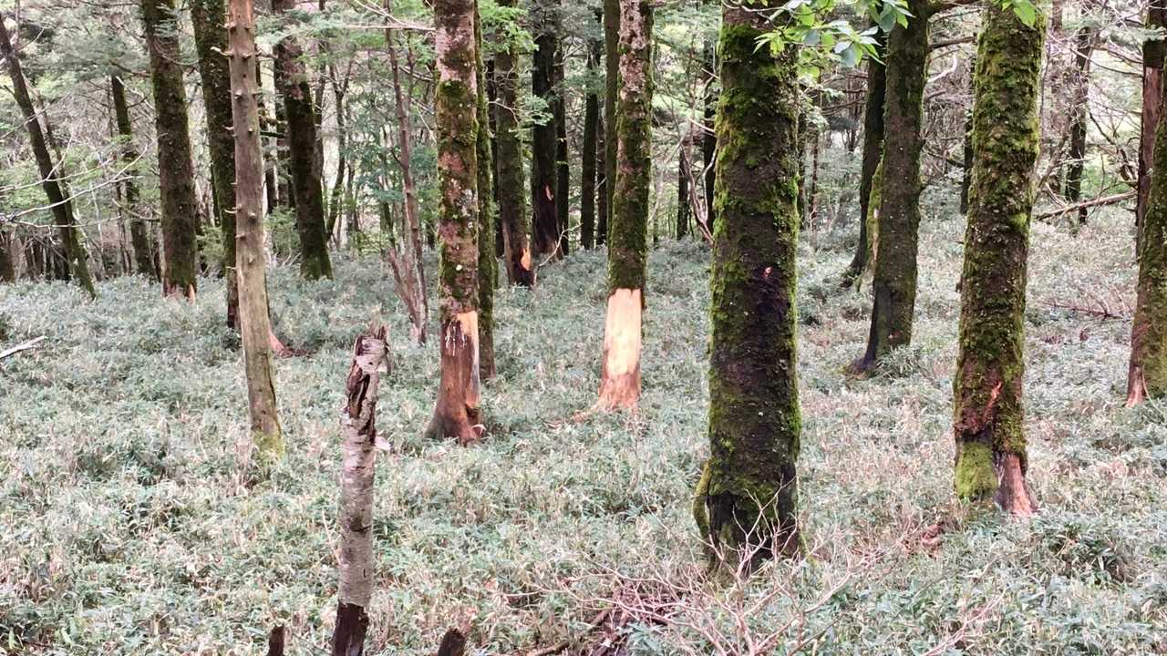 落合峠-矢筈山-石堂山 往復コースの写真