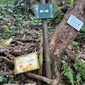 いろんなコースがあるみたい。はじめての方は尾根コースだって！