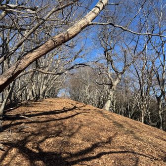 急登が終わり気持ちいい尾根道が続きます