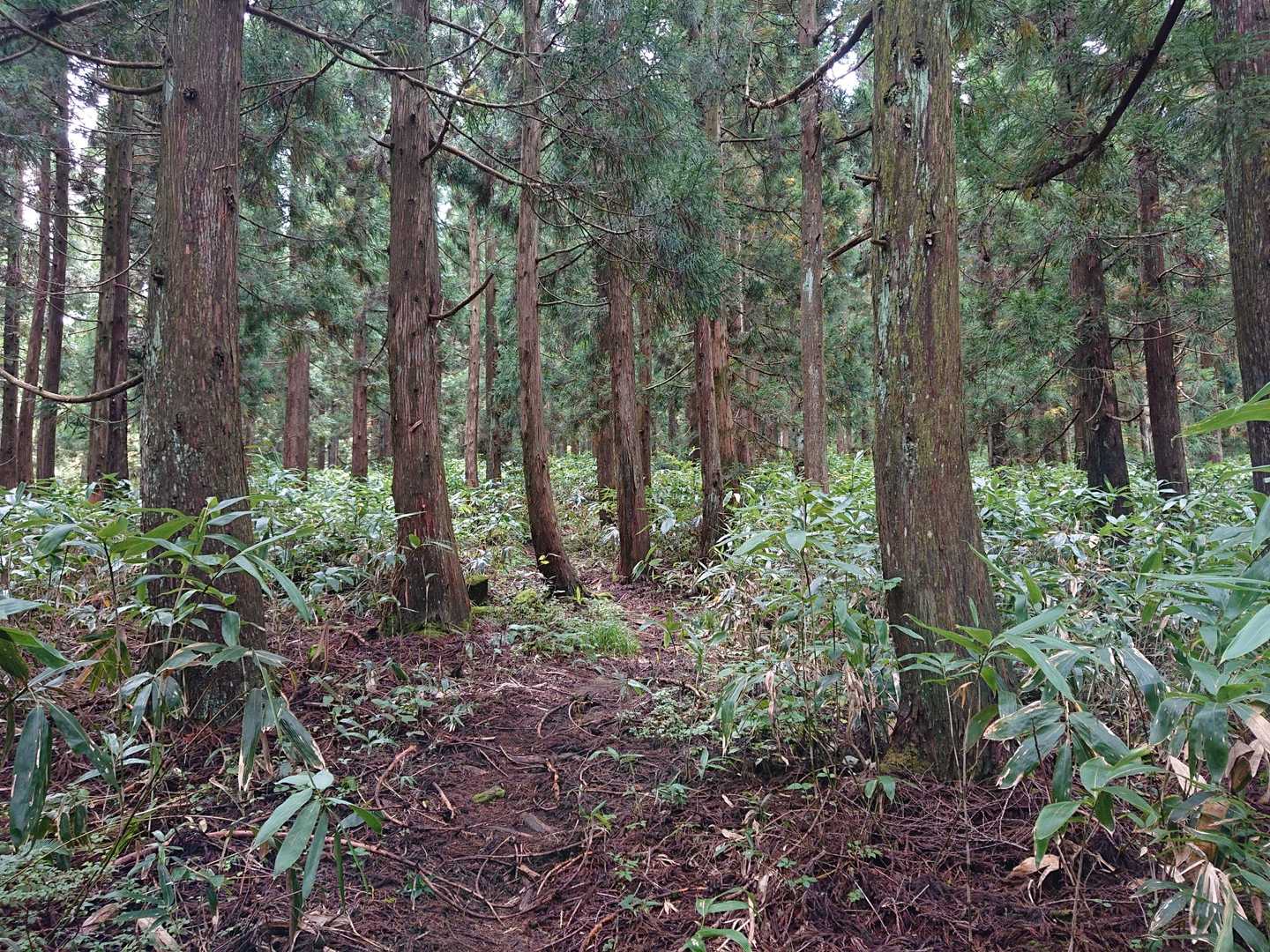 登山道らしくなってきた🎵下草も減ってきて歩きやすい