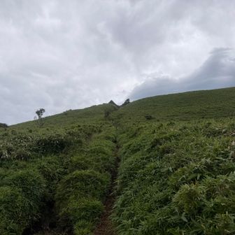 稜線へ。
お、山頂ははっきり見えるぞ！！