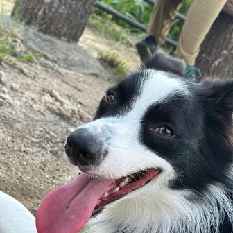 しまのこ is ゴッちん