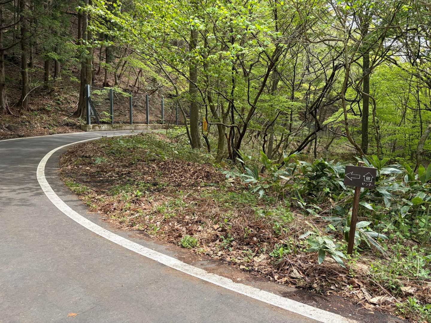 舗装道路にでて1キロほど。🚶‍♀️

お「彼女はどっちの道行く？　」
私「左ですかね」
お「勘の悪い人ってこの分かれ道を右に行くんだよ。たまに道案内するけど、（地図とかアプリとか）用意しないで山には入るなって話。」

お父さんは登山ガイドの講習とか何度か受けてるみたいで。何度か救助もした事あるみたいでした🚁