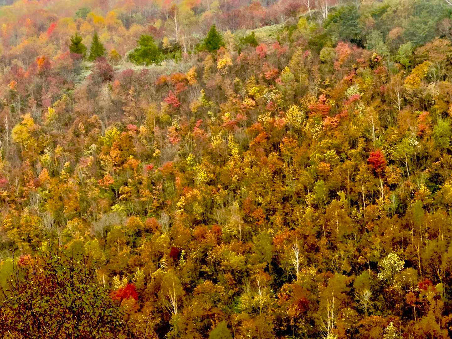 🍁